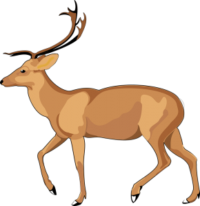 Moose, elk PNG-66214